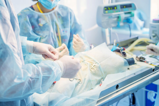 Moet ik mijn vrouwelijke hond laten steriliseren?