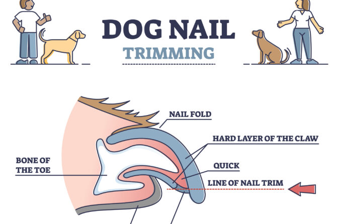 Nagels knippen bij je hond