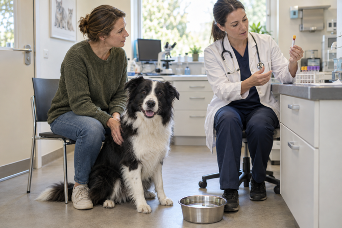 Een zwart-witte bordercollie zit naast zijn eigenaar en een waterbak in de dierenartspraktijk; de dierenarts houdt een gesloten staalbuis vast.