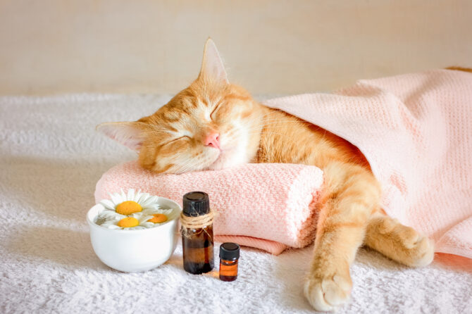 Natuurlijke remedies voor huisdieren