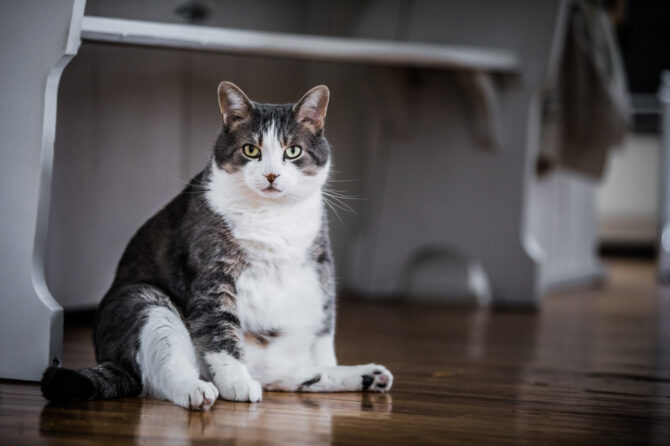 Obesitas bij katten