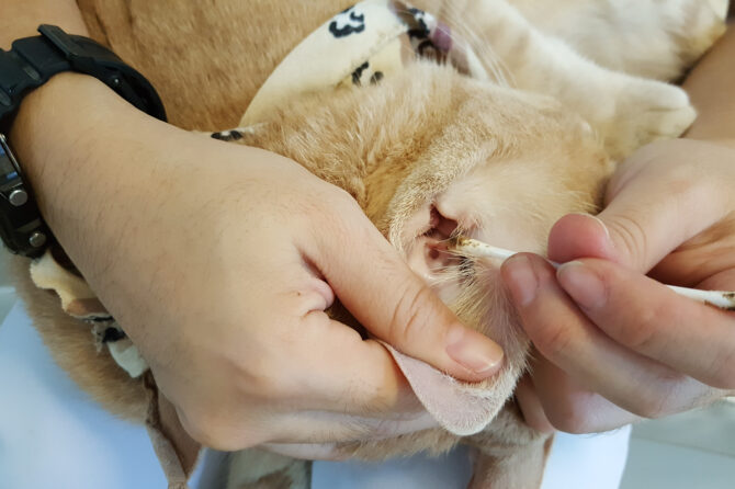 Oormijten bij honden en katten