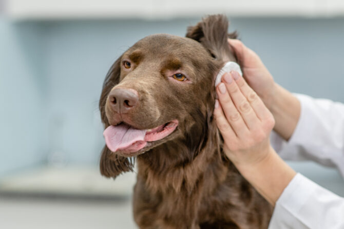 Oorverzorging bij de hond