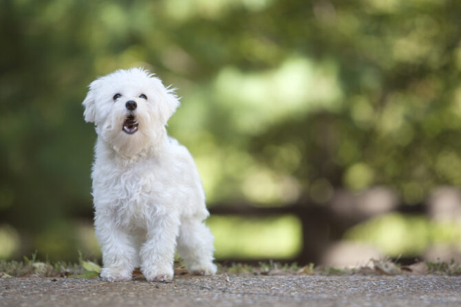 Overmatig blaffen bij honden