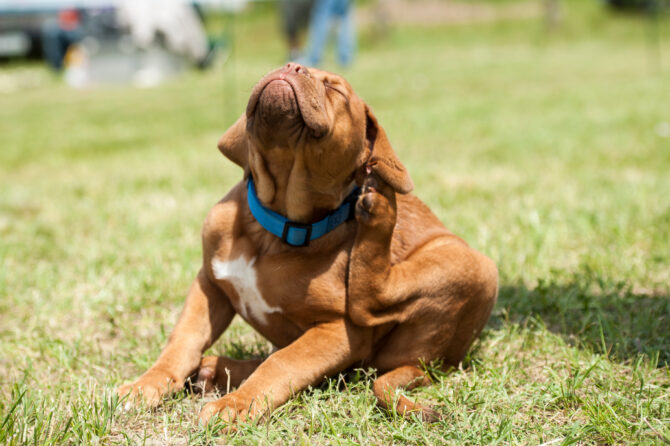 Parasieten bij honden