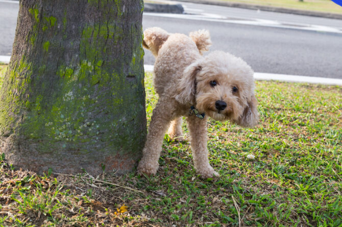 Prostaatproblemen bij de hond