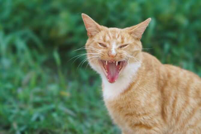 Rabiës bij de Kat