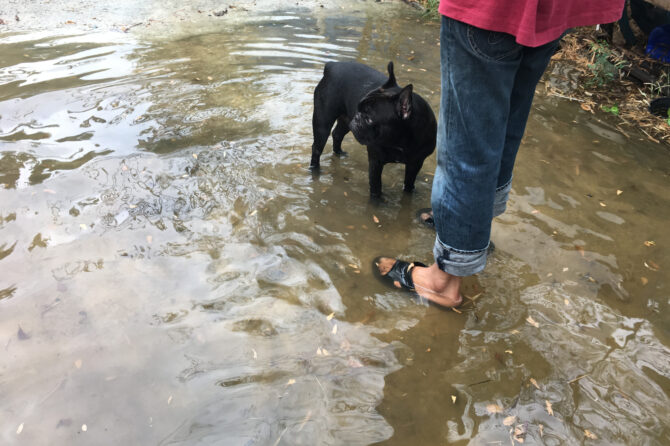 Rattenziekte bij honden