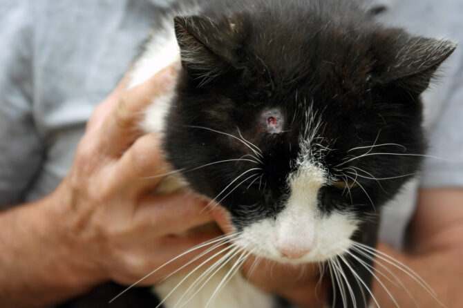 Ringworm bij Katten