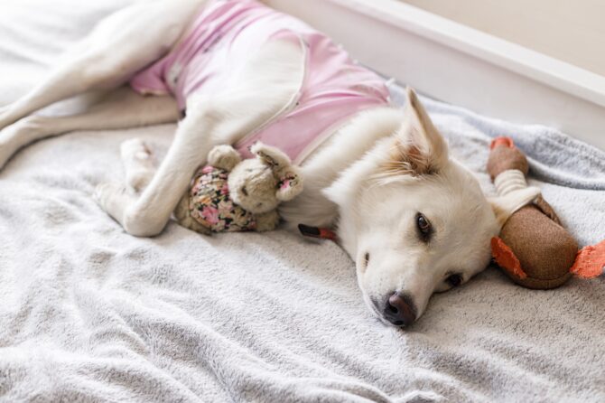Schijndracht bij Honden