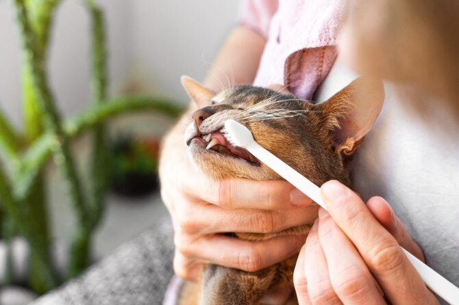 Tandhalslaesies bij katten