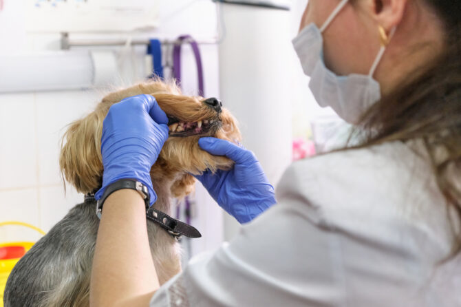 Tandsteen bij de hond