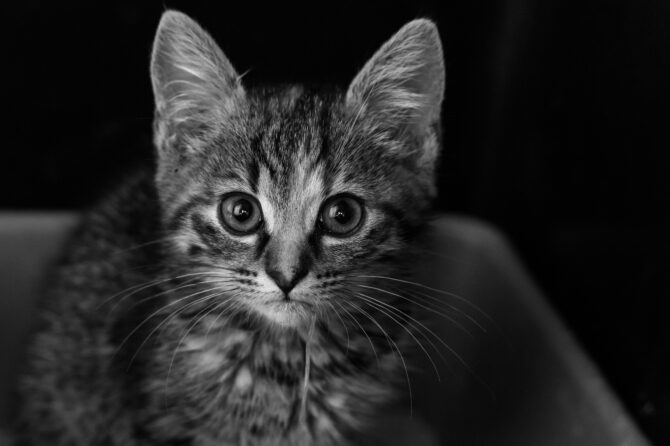 Toxacara cati bij katten