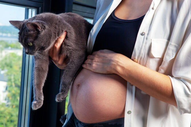 Toxoplasmose bij Katten