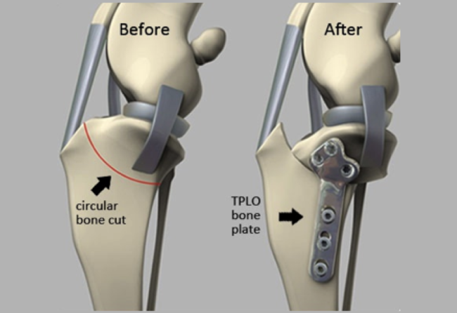 TPLO-methode als behandeling van een gescheurde kruisband