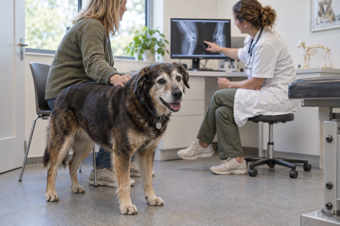 Oudere hond staat ontspannen naast zijn eigenaar terwijl een dierenarts in de spreekkamer een knie-röntgenfoto bespreekt.