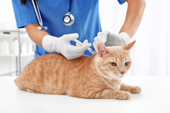 Vaccinatie van katten
