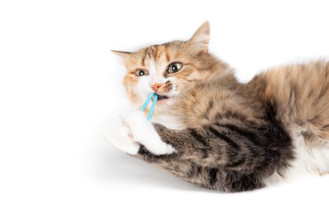 Waarom een elastiekje gevaarlijk is voor je kat en je beter je kan niet met elastiekjes kan laten spelen.