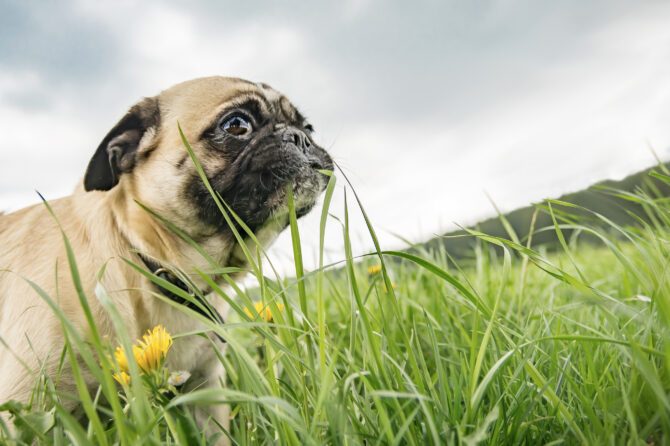 Waarom eten honden gras?
