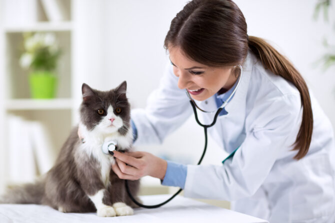 Waarom moeten we naar de dierenarts?