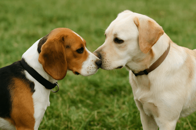 Waarom ruiken honden aan elkaar?
