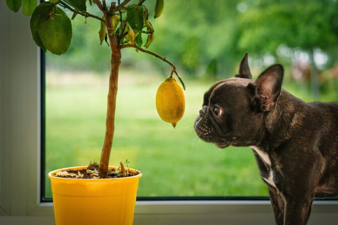 Waarom zijn citroenen slecht voor honden?