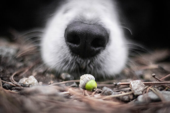 Waarom zijn eikels giftig voor honden?