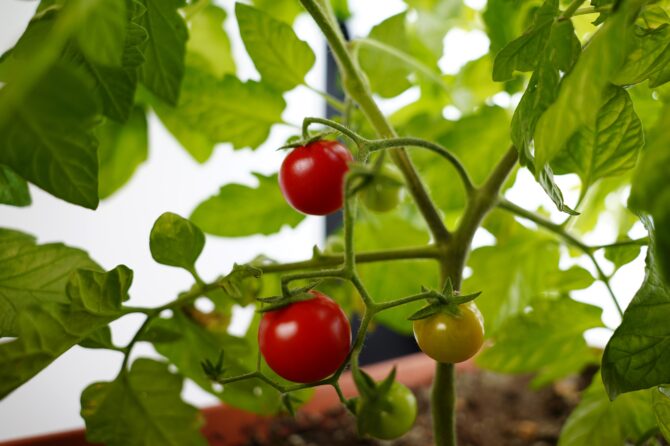 Waarom zijn groene tomaten giftig voor honden