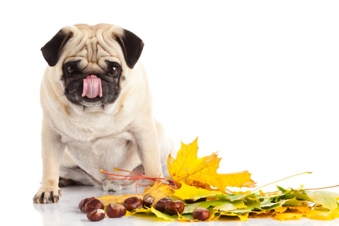 Waarom zijn kastanjes giftig voor honden?