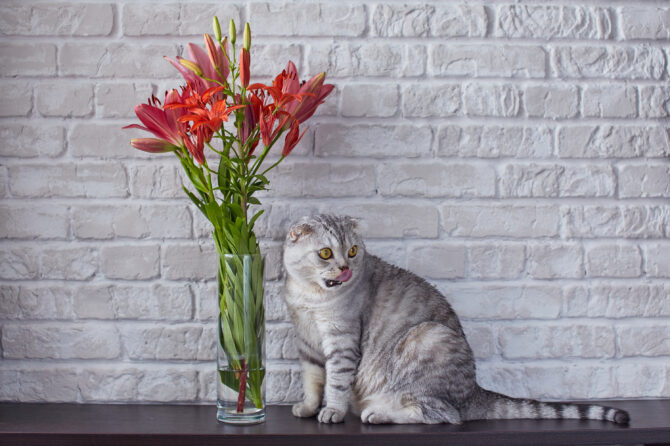 Waarom zijn lelies giftig voor katten?