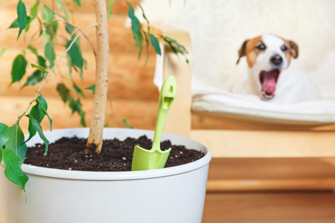 Waarom zijn meststoffen giftig voor honden?
