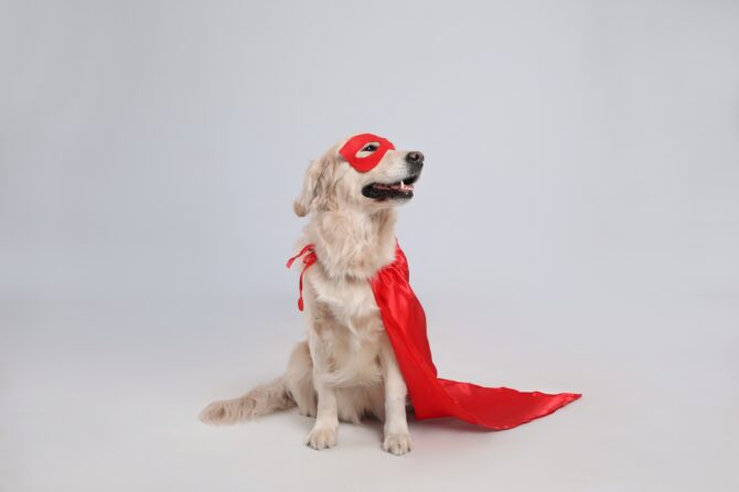 Wandelen met de hond tijdens het carnaval
