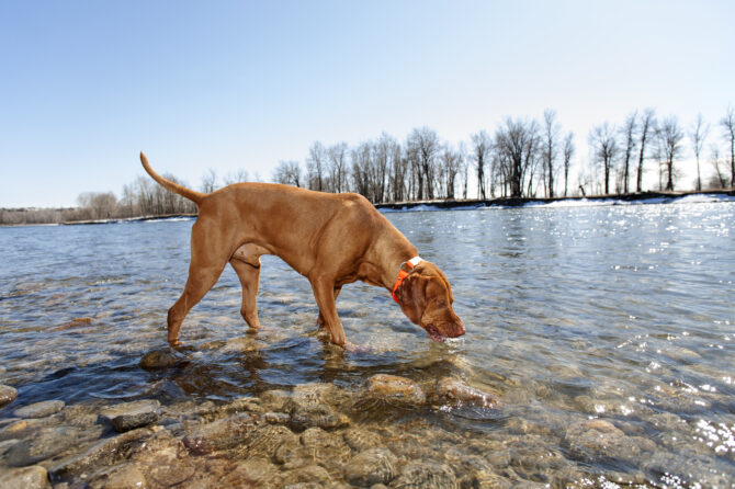 Wat is Giardia