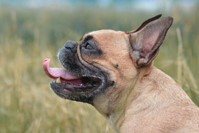 Wat te doen bij het Brachycephalensyndroom?