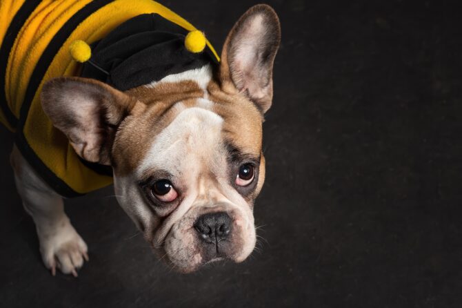 Wespensteken bij Honden