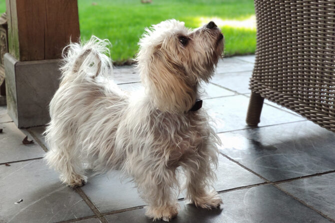 Ziekte van Cushing bij honden