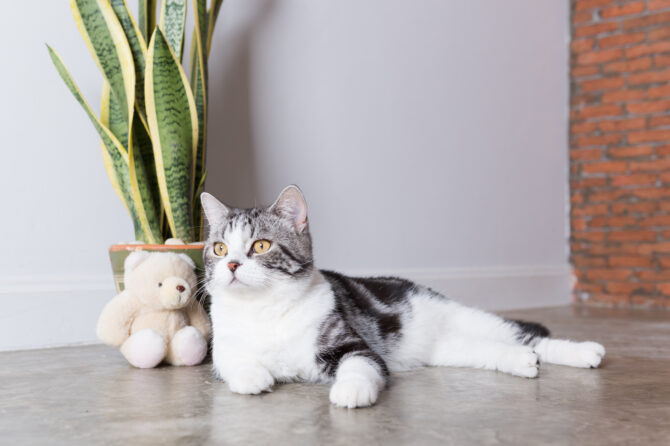 Zijn Sansevieria giftig voor katten?