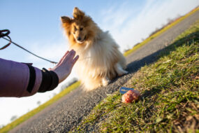 Een hond bij zijn voer