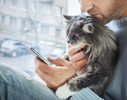 Een kitten in de handen van zijn eigenaar