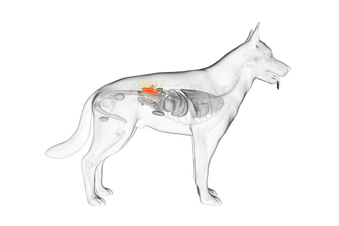 Wat je moet weten over nierziekten bij honden