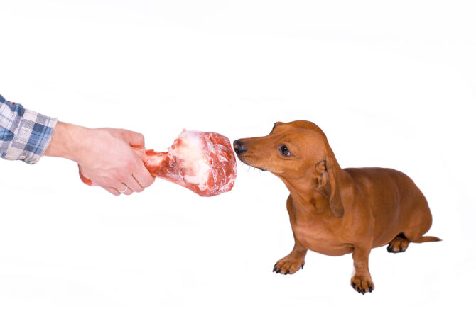 Waarom een hond geen botten mag eten