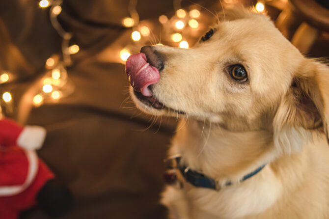 Giftige kersthapjes voor honden