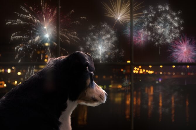 Waarom honden bang zijn van vuurwerk