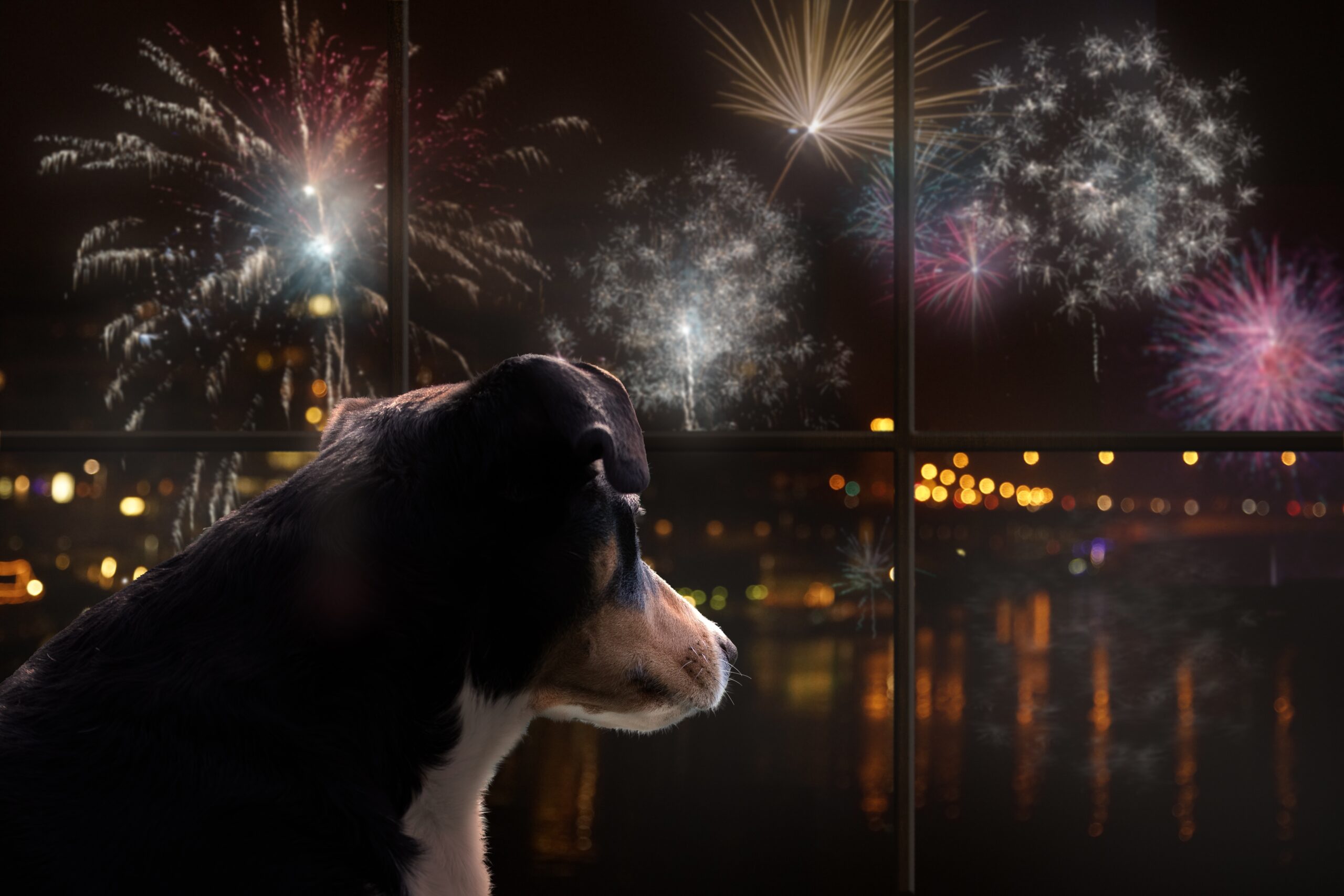 Waarom honden bang zijn van vuurwerk - Online Dierenarts