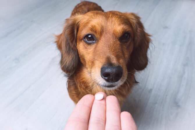 Hoe huisdieren te trainen om medicijnen in te nemen?