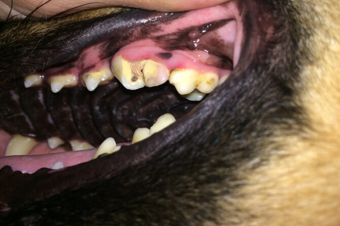 Een afgebroken tand bij een hond