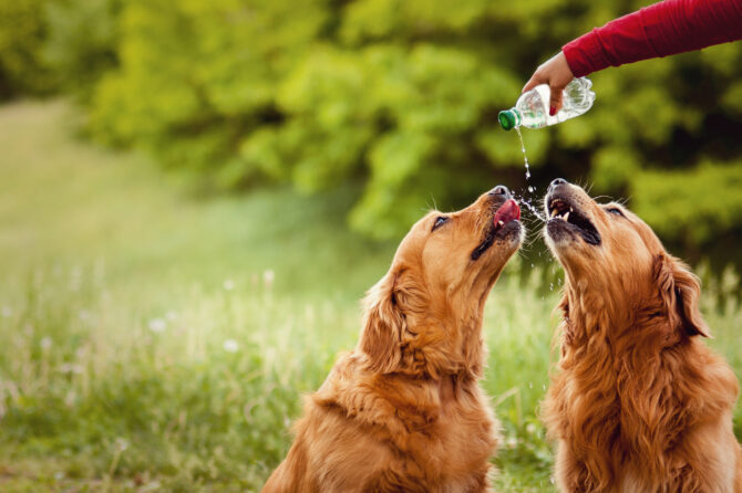 Waterintoxicatie bij de hond