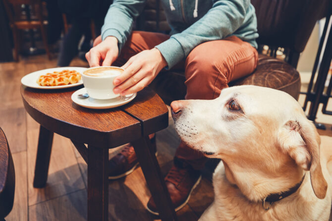 Is Koffie Giftig voor Honden?
