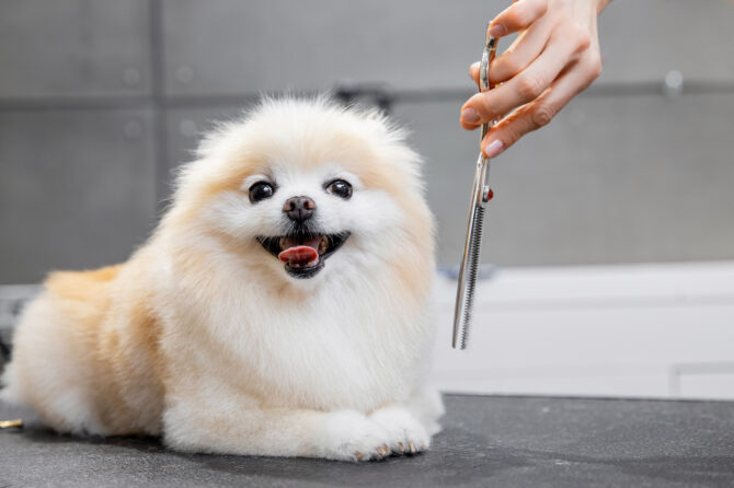 In de tong van je hond gesneden of geknipt?
