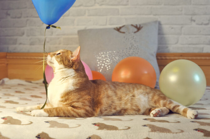 Wat als je hond of kat ballonnen heeft gegeten?